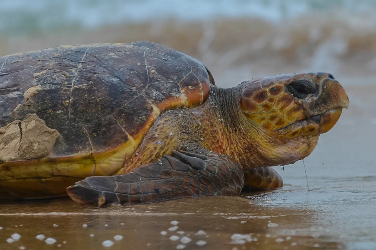 Turtle Nesting Isimangaliso J Mann 10