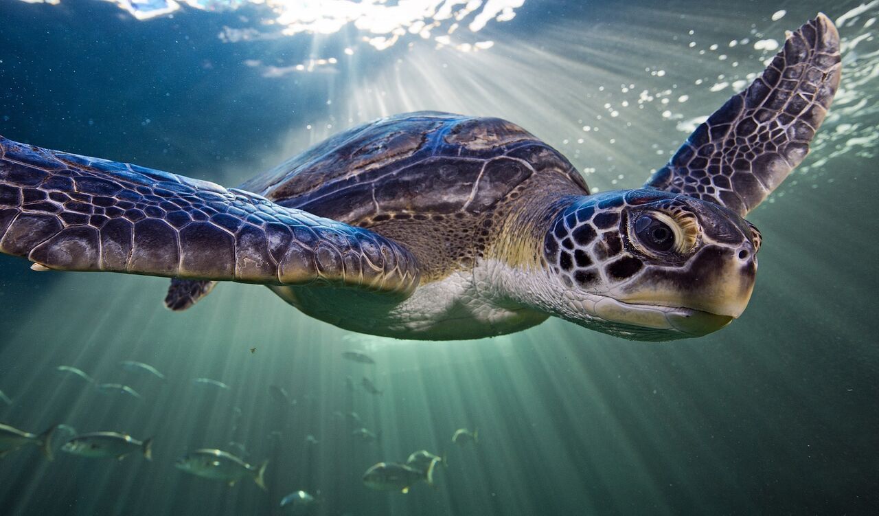 Save our turtles