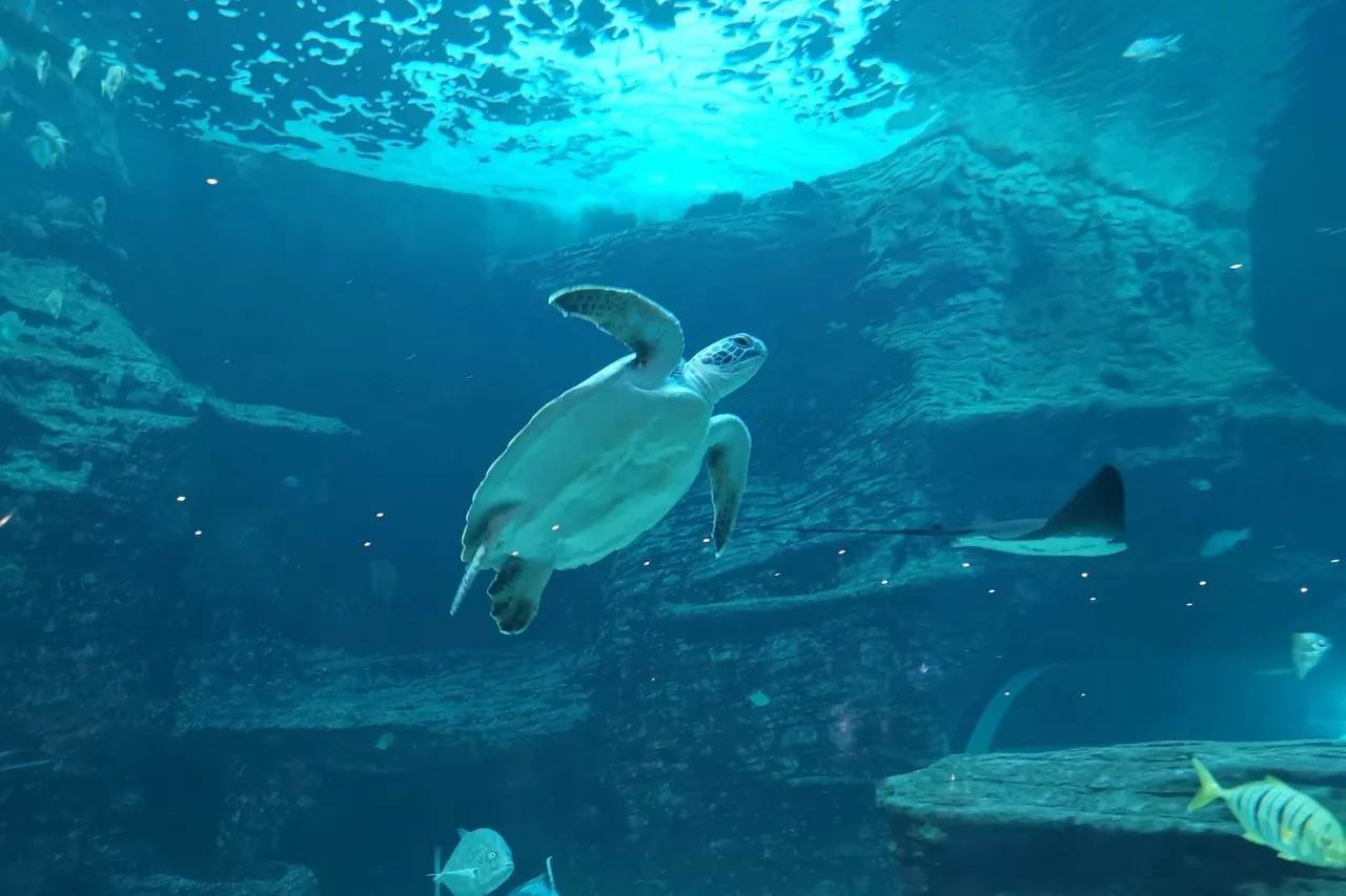 Harry turtle D Bowen 11