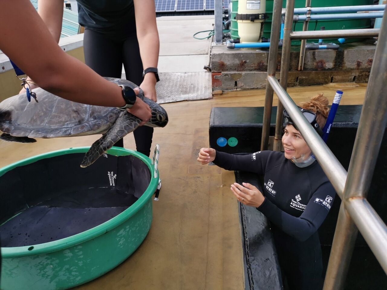 Meet harry, the new "magic" green turtle in the i&j ocean exhibit