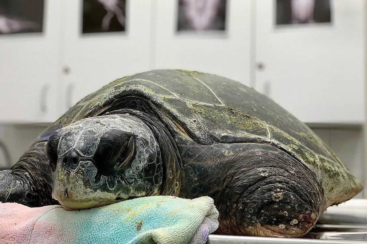 Aquariumfoundation 238842756 1201077167060508 658837936917920506 n