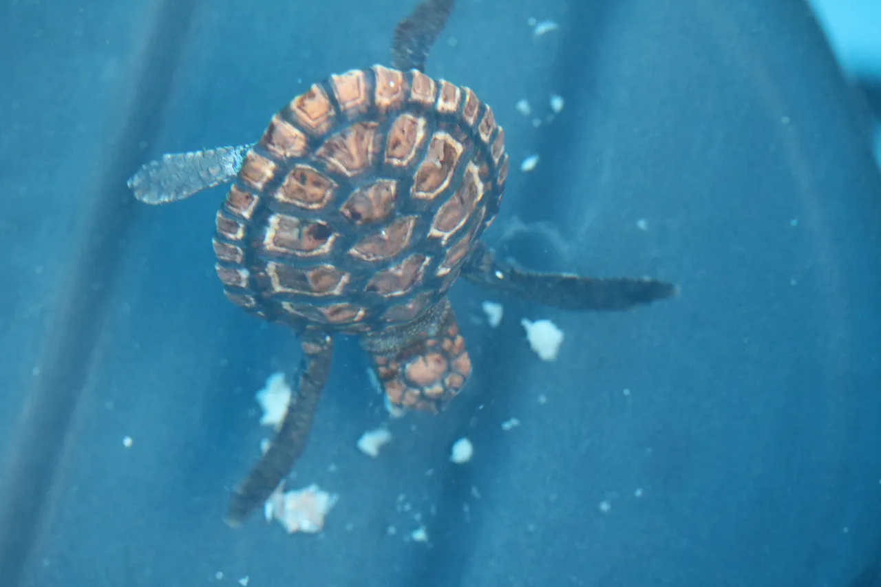 Turtle blog 5 things 3