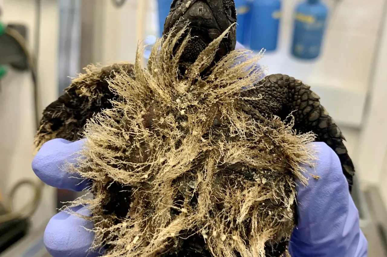 Turtle blog 5 things 6