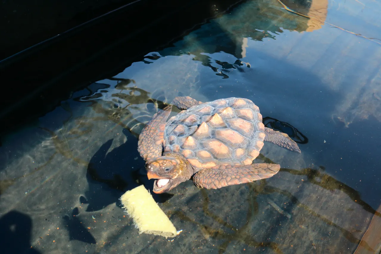 Turtle blog 5 things 1