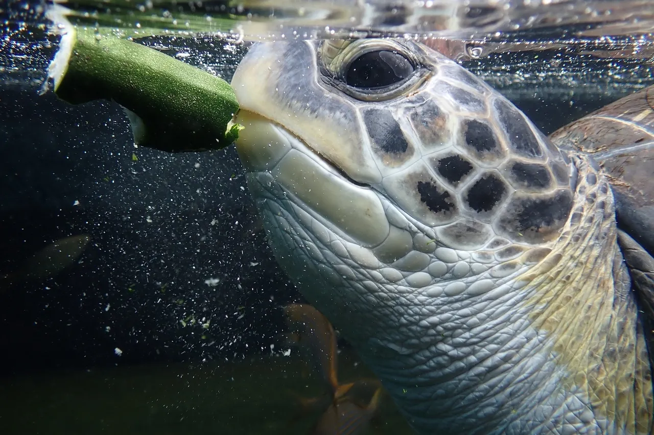 Turtle blog 5 things 3