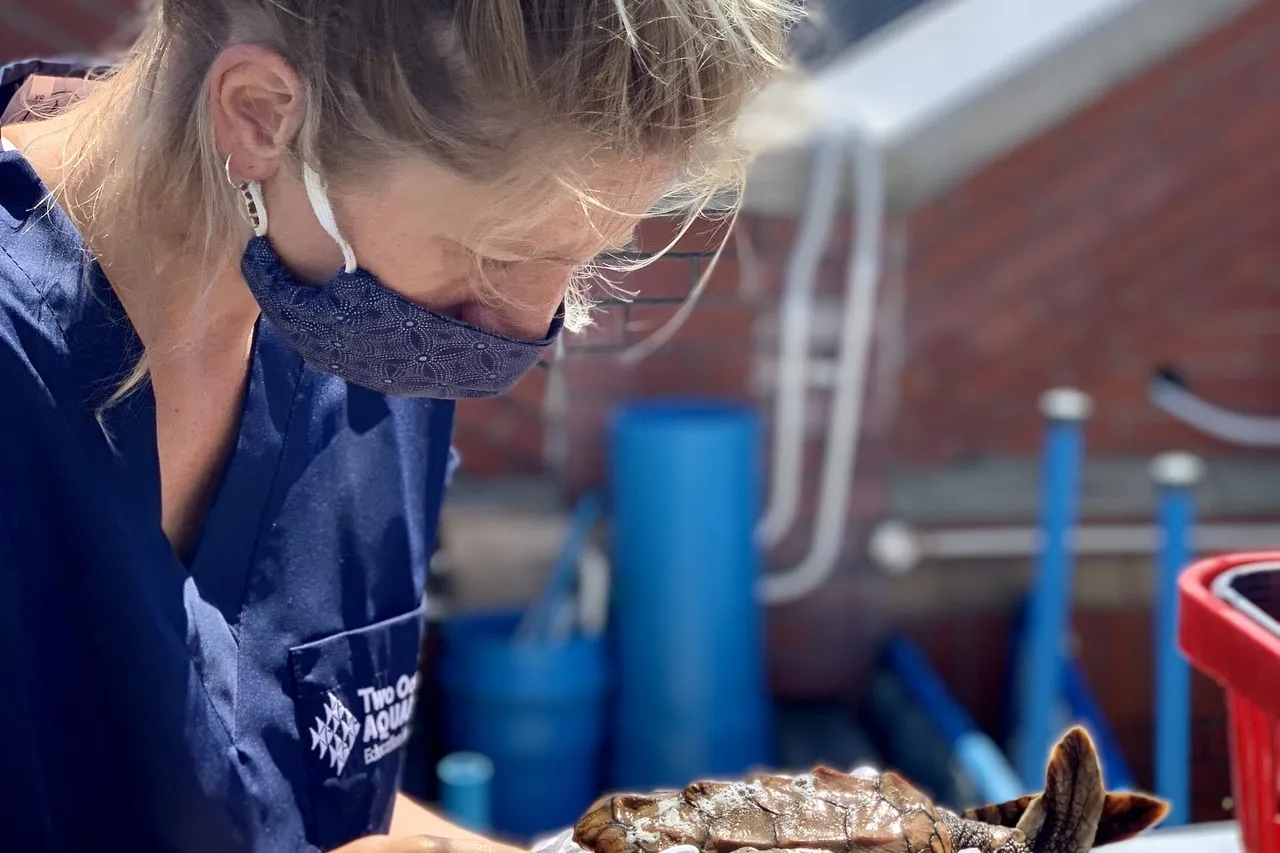 Turtle blog 5 things 8