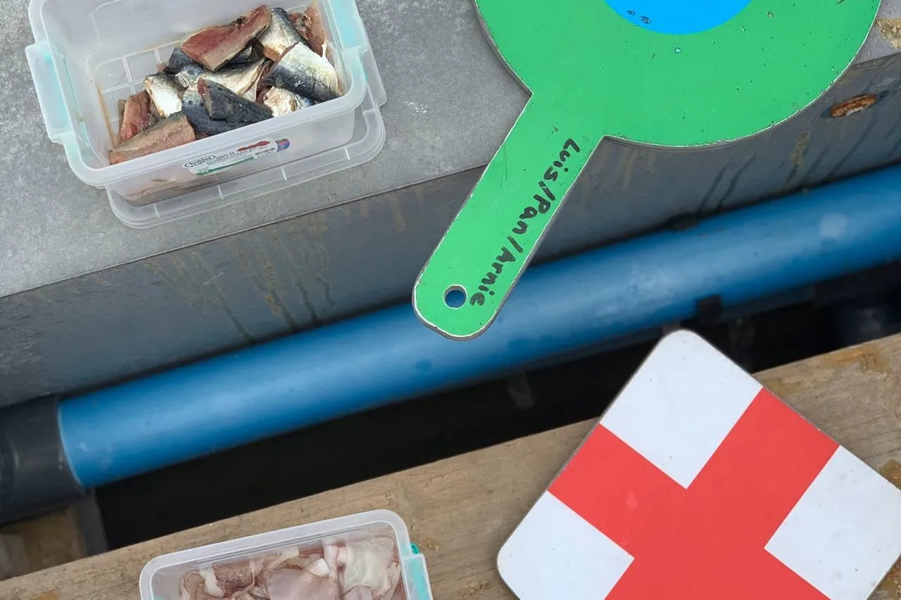 Turtle Food M Viljoen 2