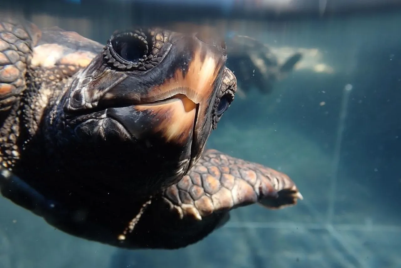 Ocean funatics online course for 6, 7 and 8 year-olds!