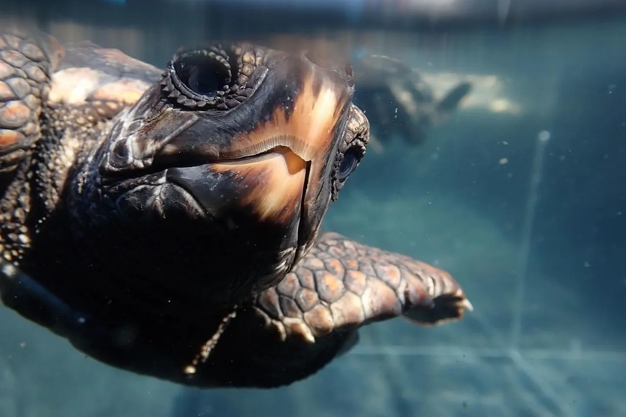 Aquariumfoundation 145950593 273411830810551 383171911633932379 n