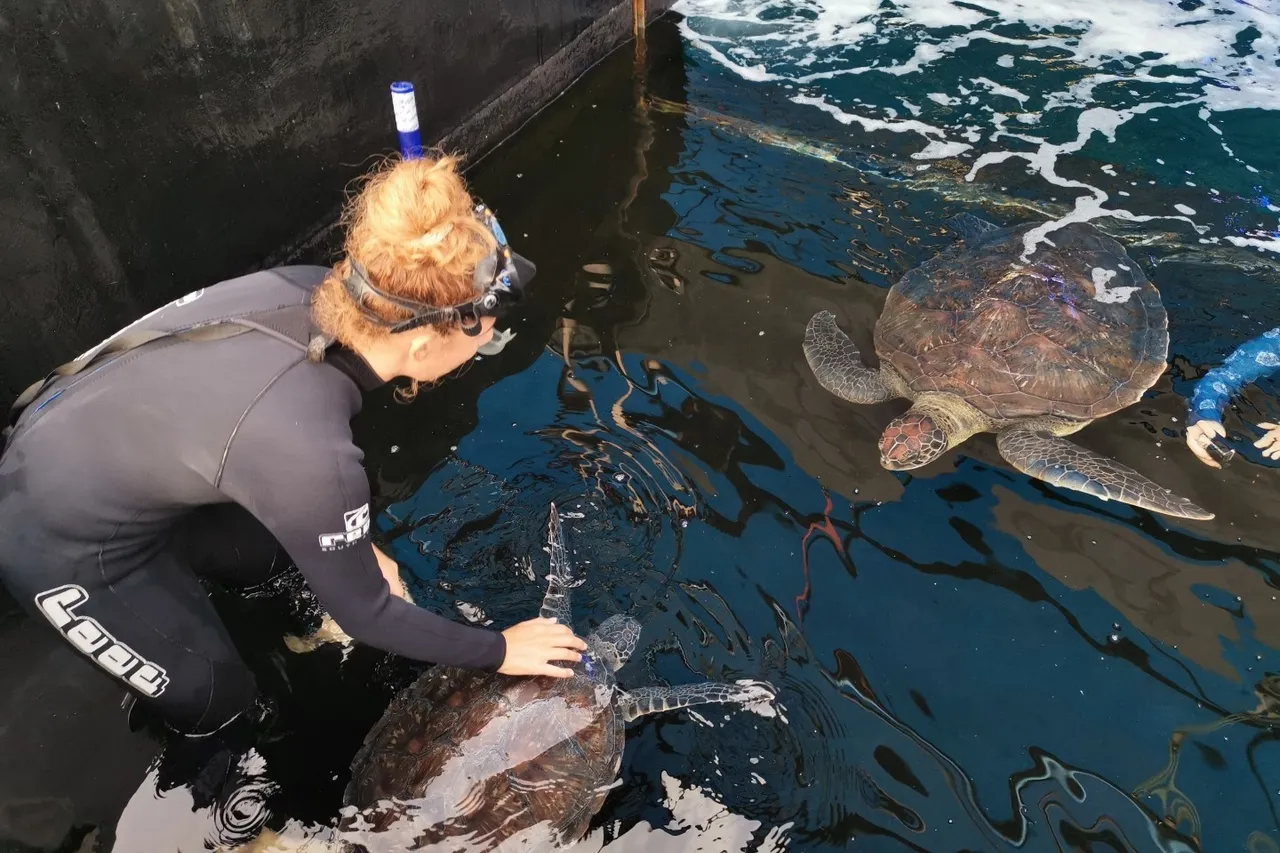 Harry turtle D Bowen 9