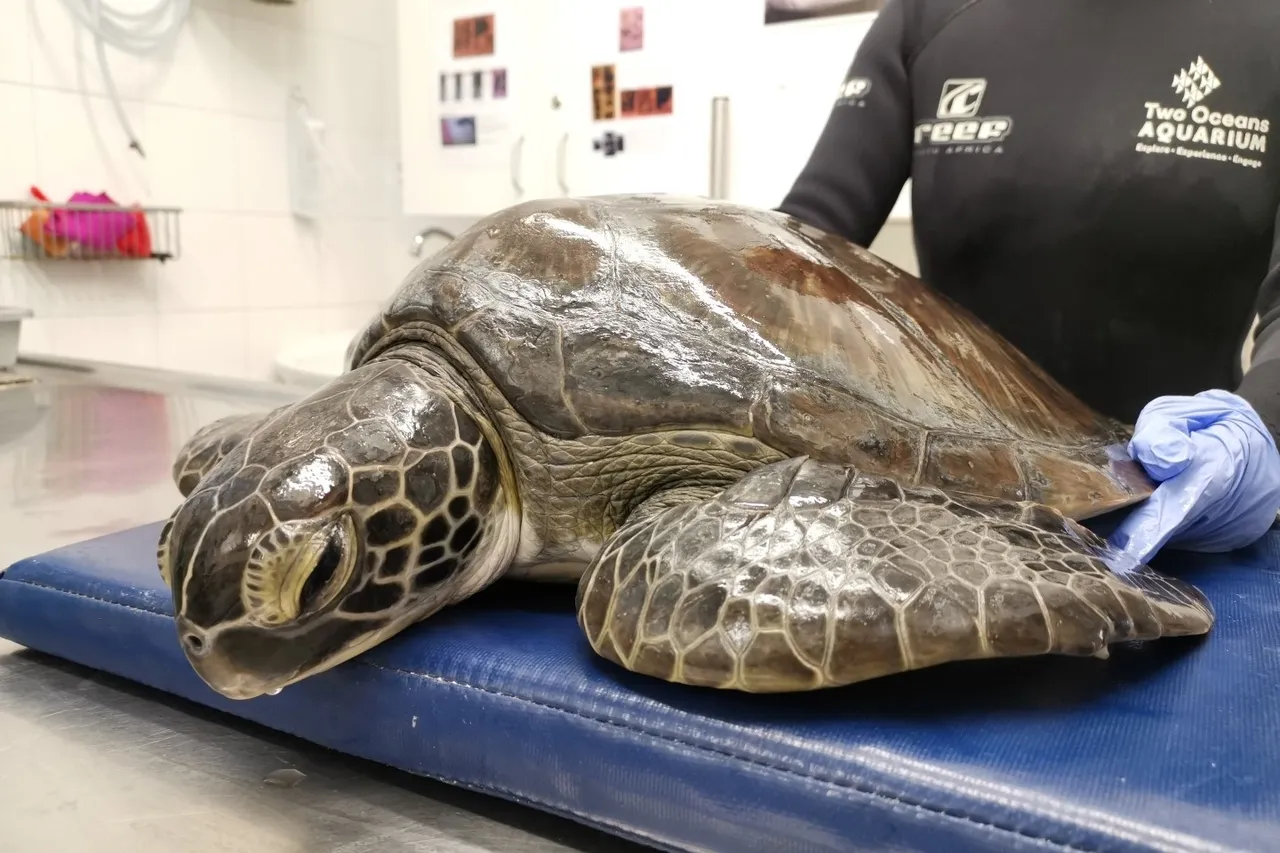 Harry turtle D Bowen 6