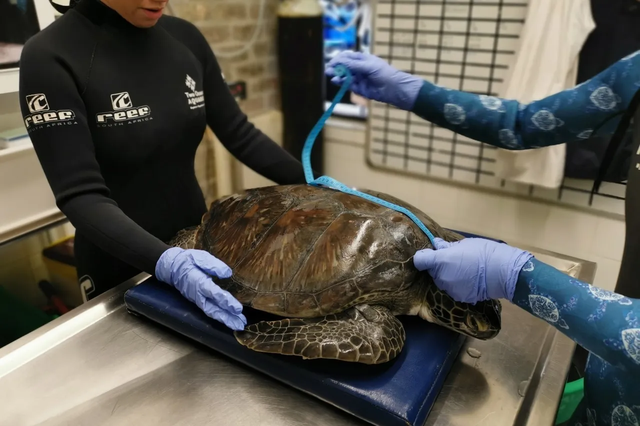 Harry turtle D Bowen 7