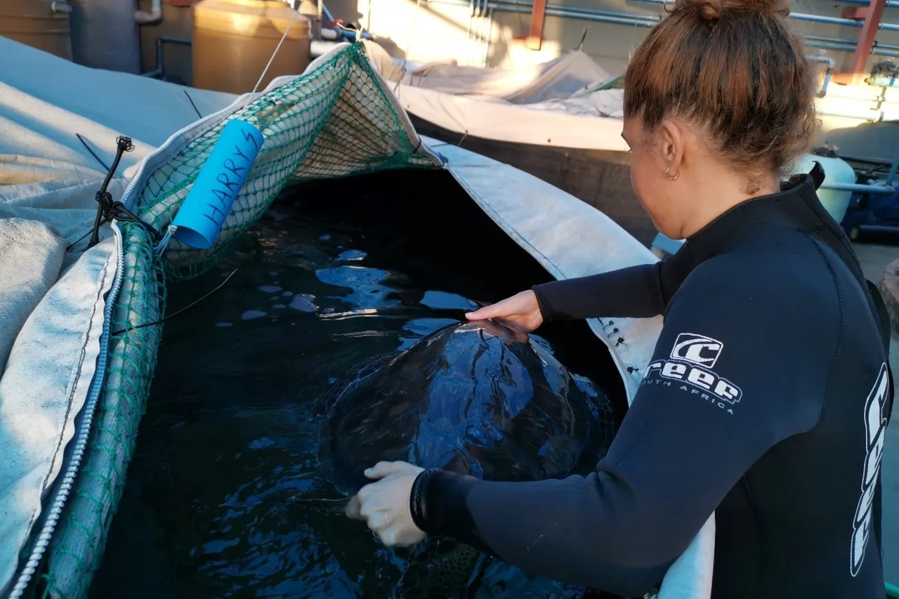 Harry turtle D Bowen 3