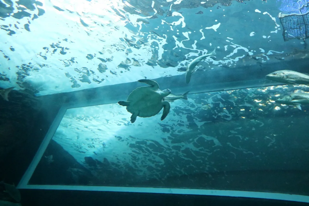 Harry turtle D Bowen 1