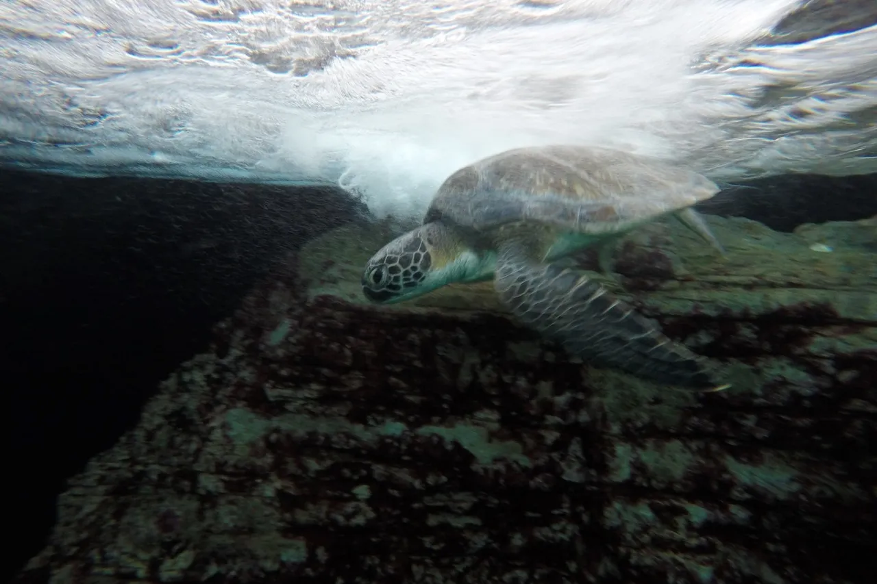 Harry turtle T Noble