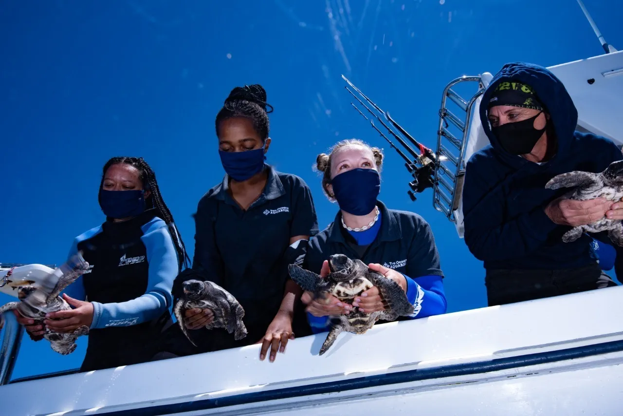 A cause for shellebration: annie, luis, olaf and other sea turtles successfully released!