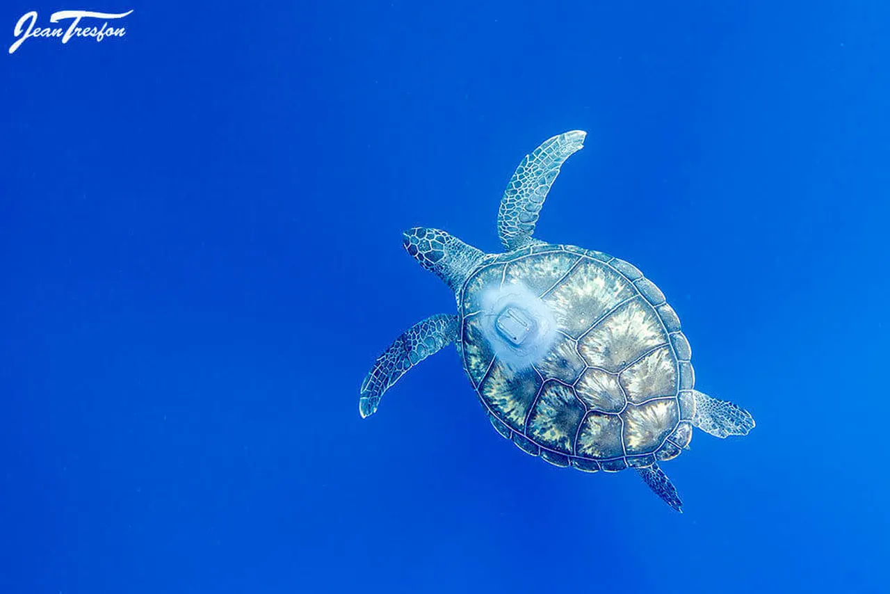 Where are yoshi and alvi? follow the turtles' sea journeys