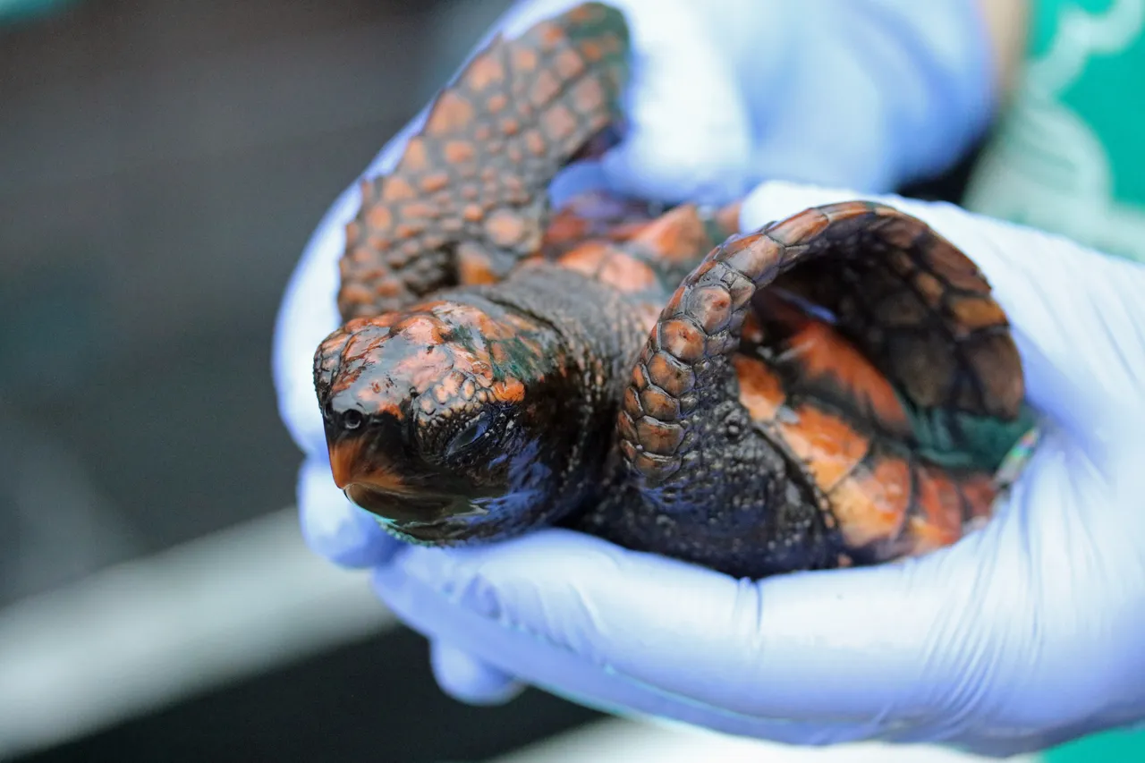 2018 Turtle Adoption 11