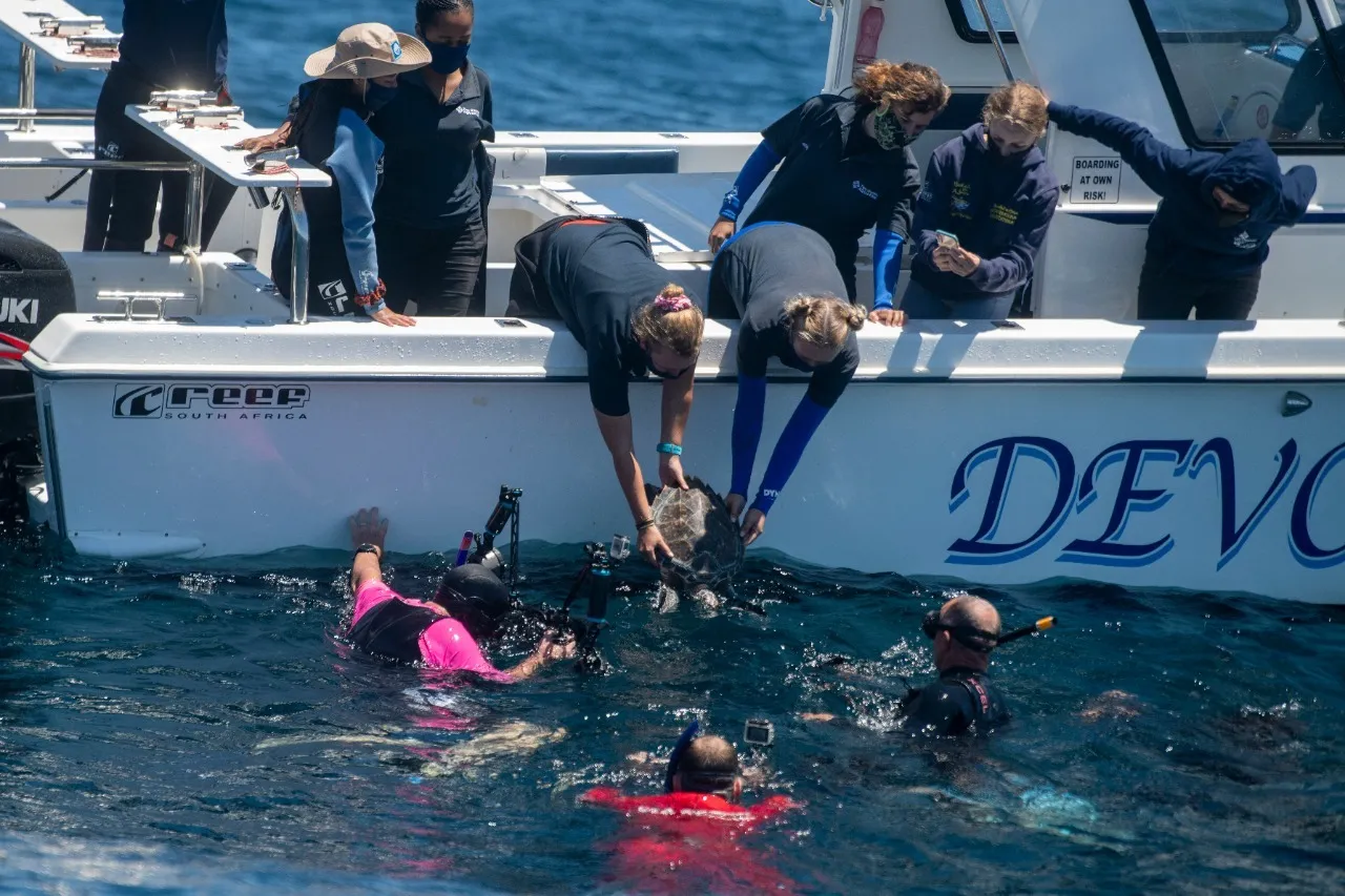 Jaco Marais Turtle 2