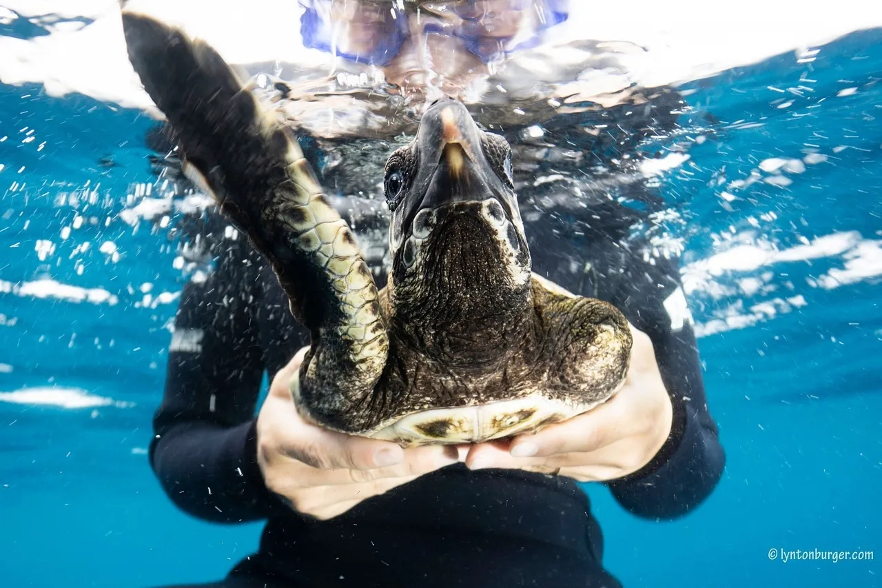 LB turtle release5