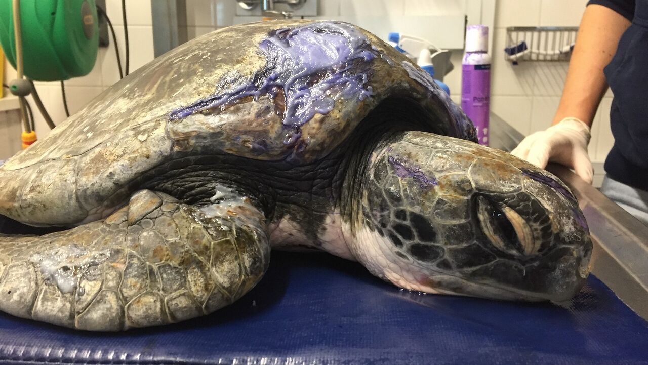 Meet the rescued turtles of 2020: ending off the year on a high note