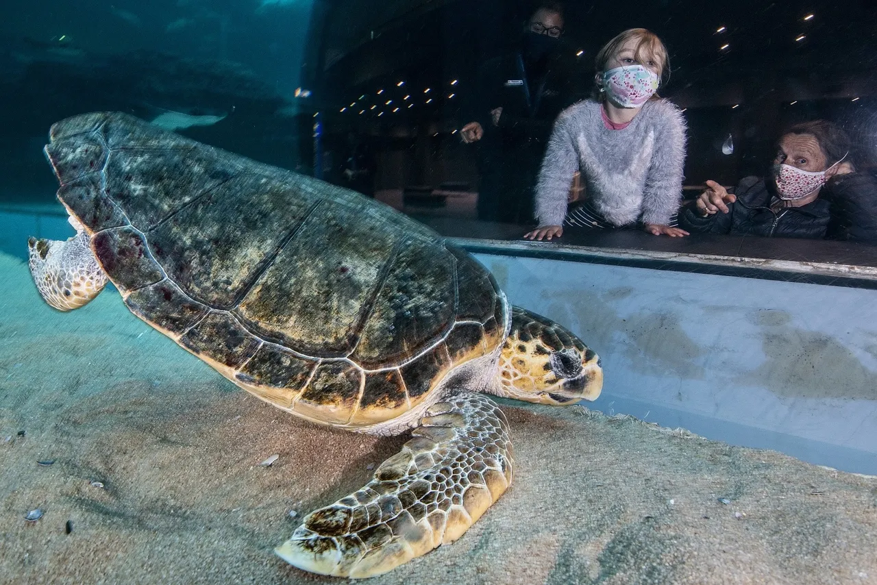 Annie the turtle's bubble butt: let's find out why she floats before she is released!