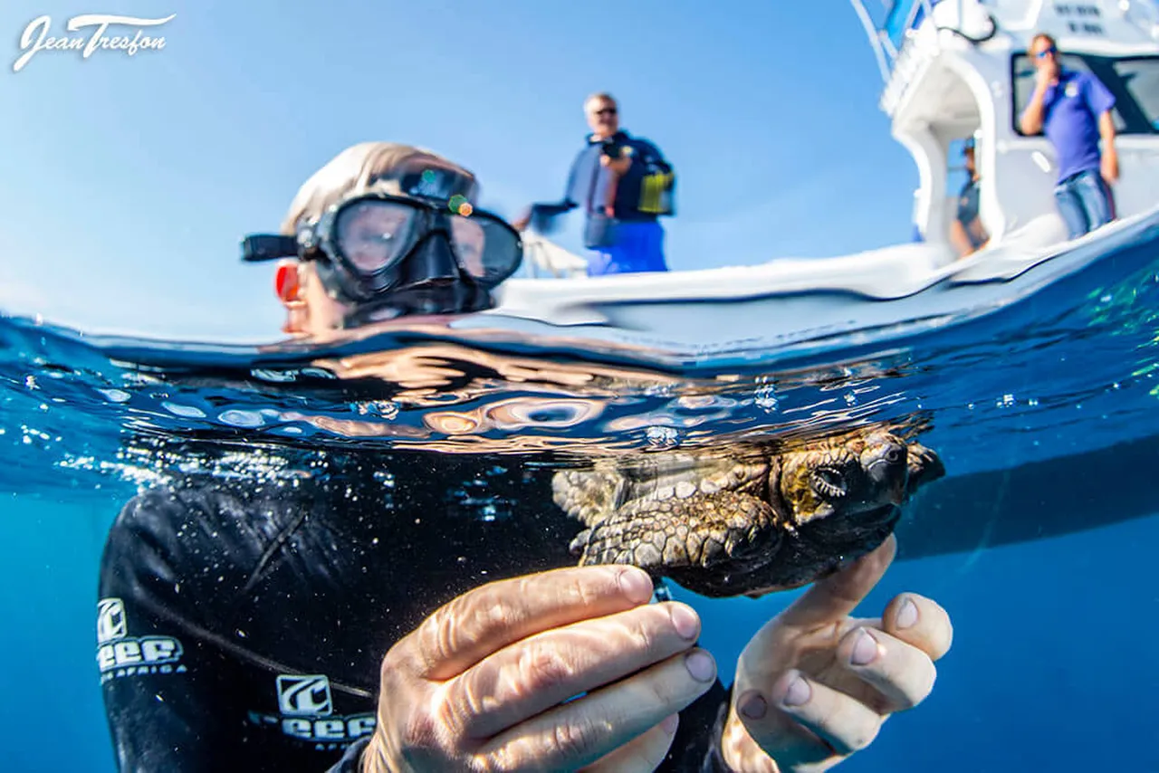 Turtle tips to surviving lockdown