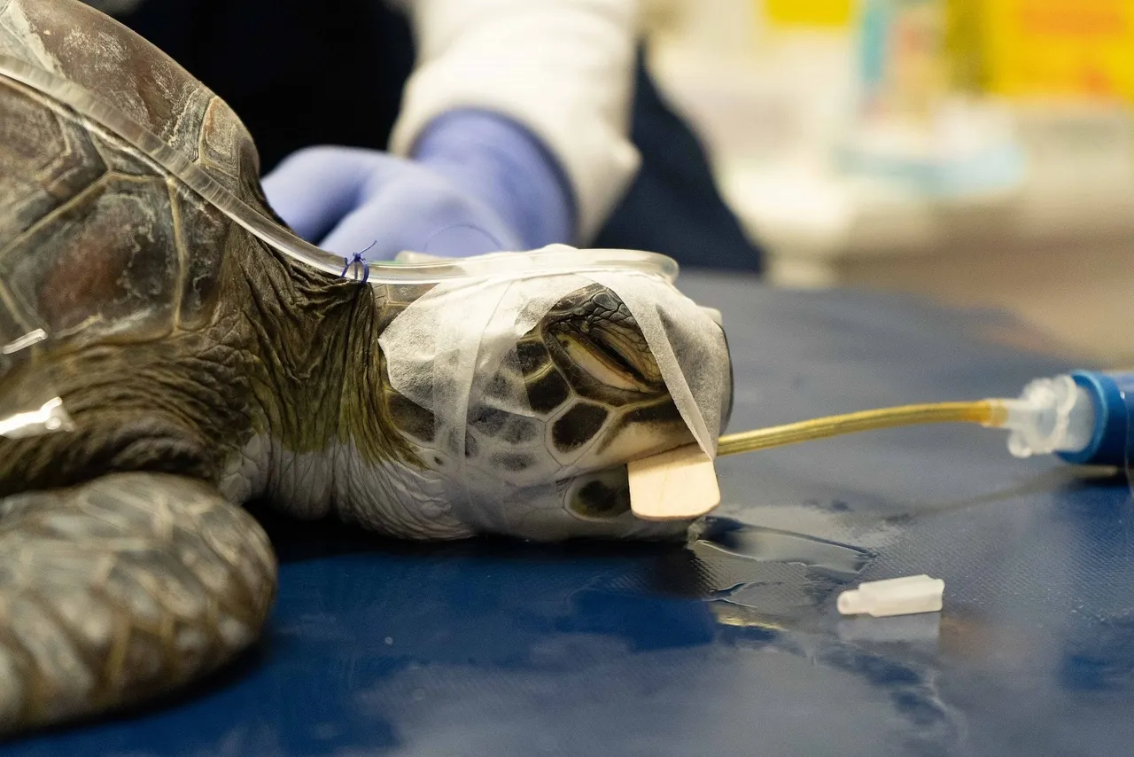 Not every turtle makes it: what did marcel the green turtle try to teach us about the dangers facing