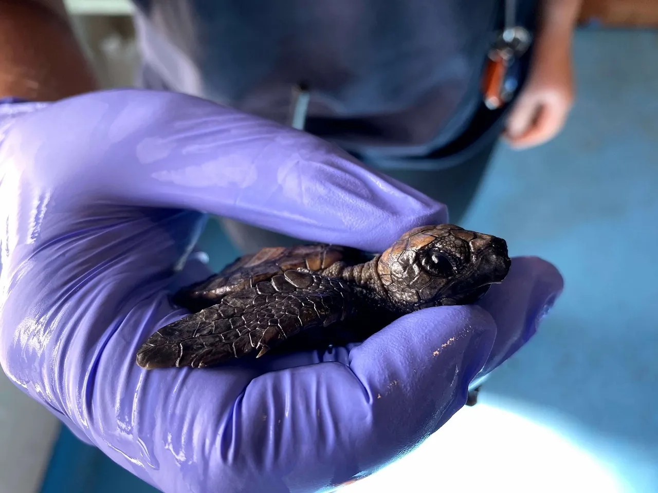 Lockdown update from the sea turtle rehabilitation team