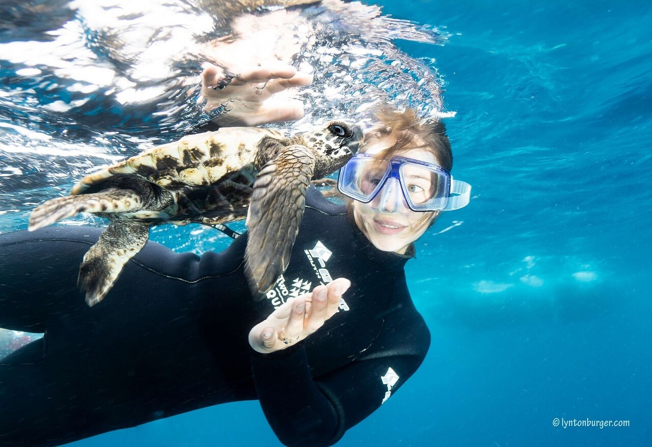 Three-flippered turtle and friends released!