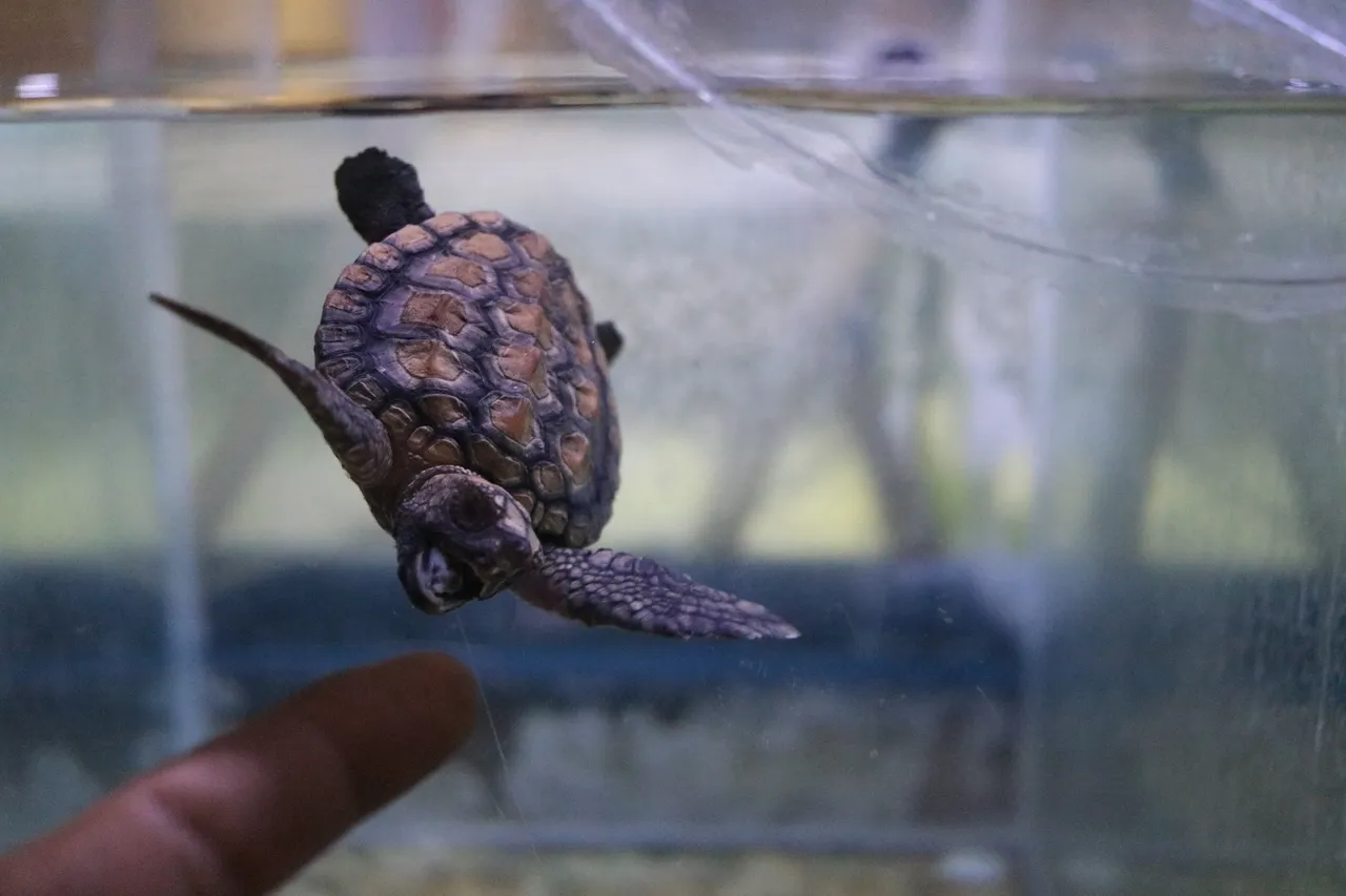 Day in the life of a turtle hatching rehab 10