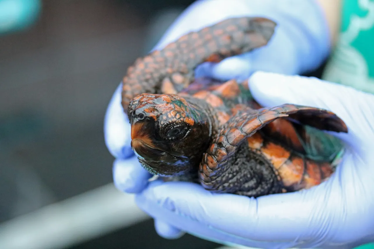 2018 Turtle Adoption 12 1