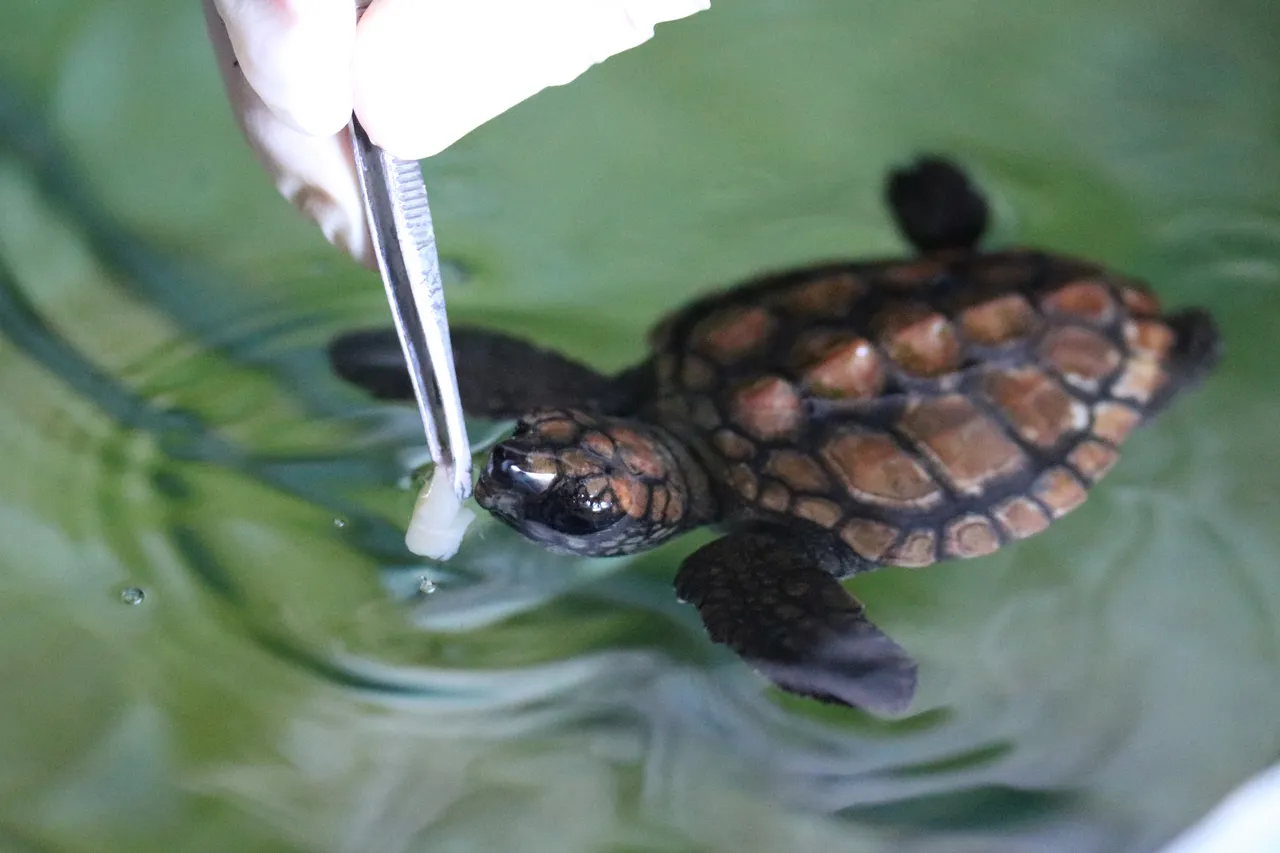 Day in the life of a turtle hatching rehab 15