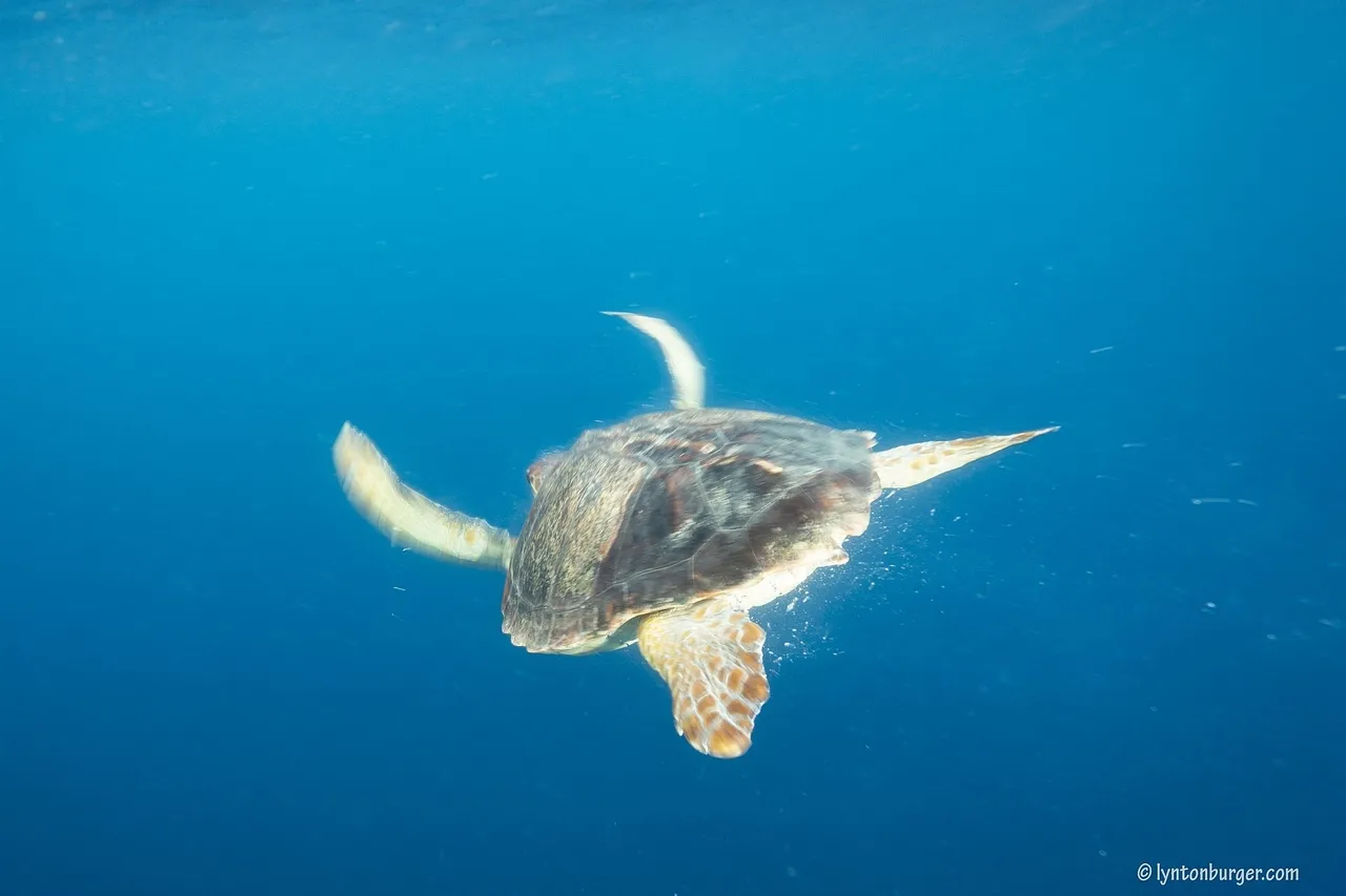 LB turtle release3