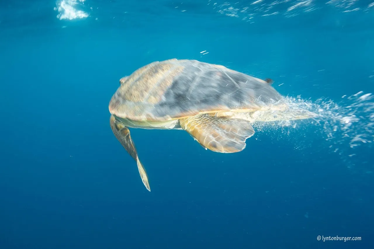 LB turtle release4