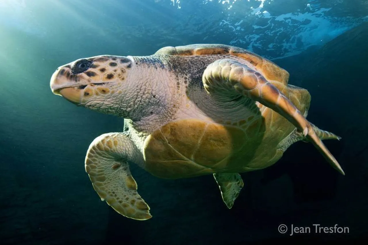 DSC 6459 edit jeantresfon 900 600 70