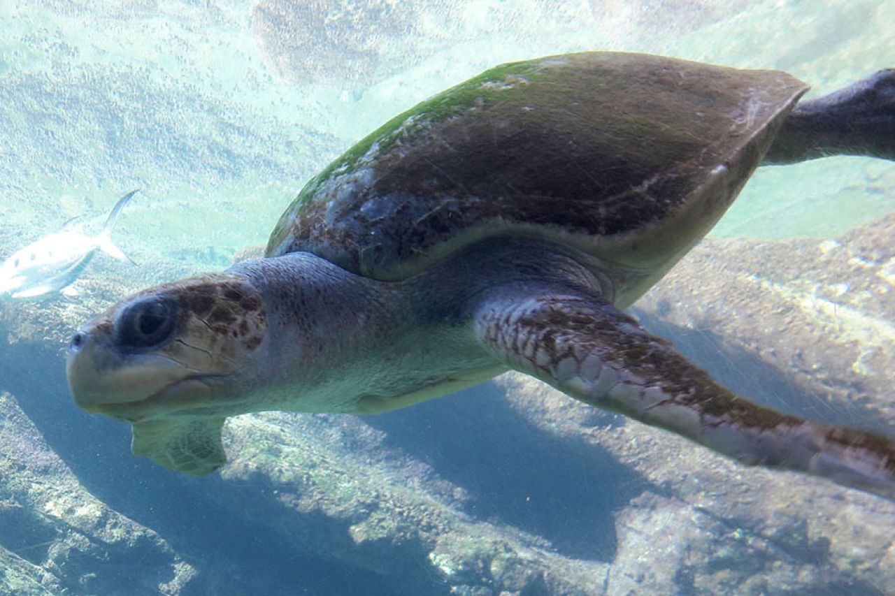 Seaworld pemba turtles ori saambra kzn