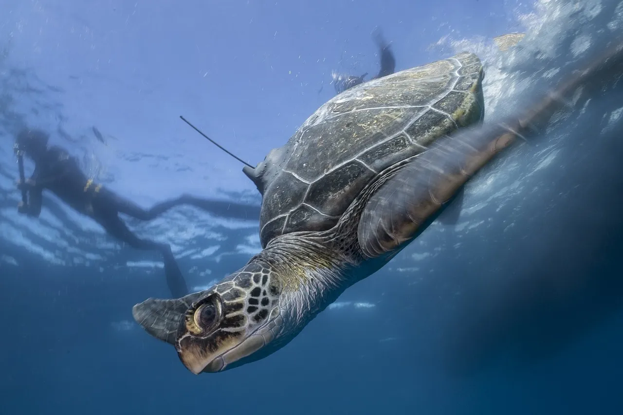 Turtle release