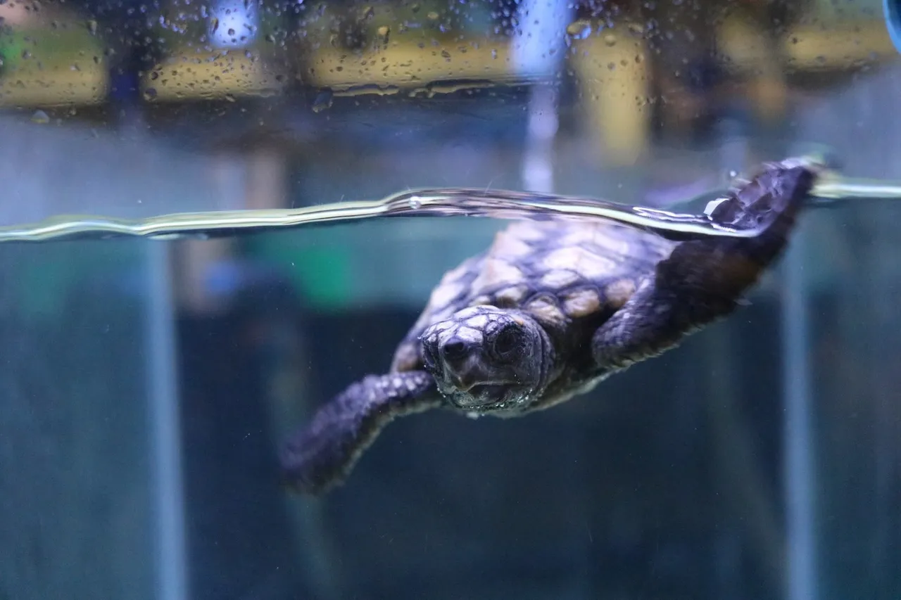 World turtle day 2017 1