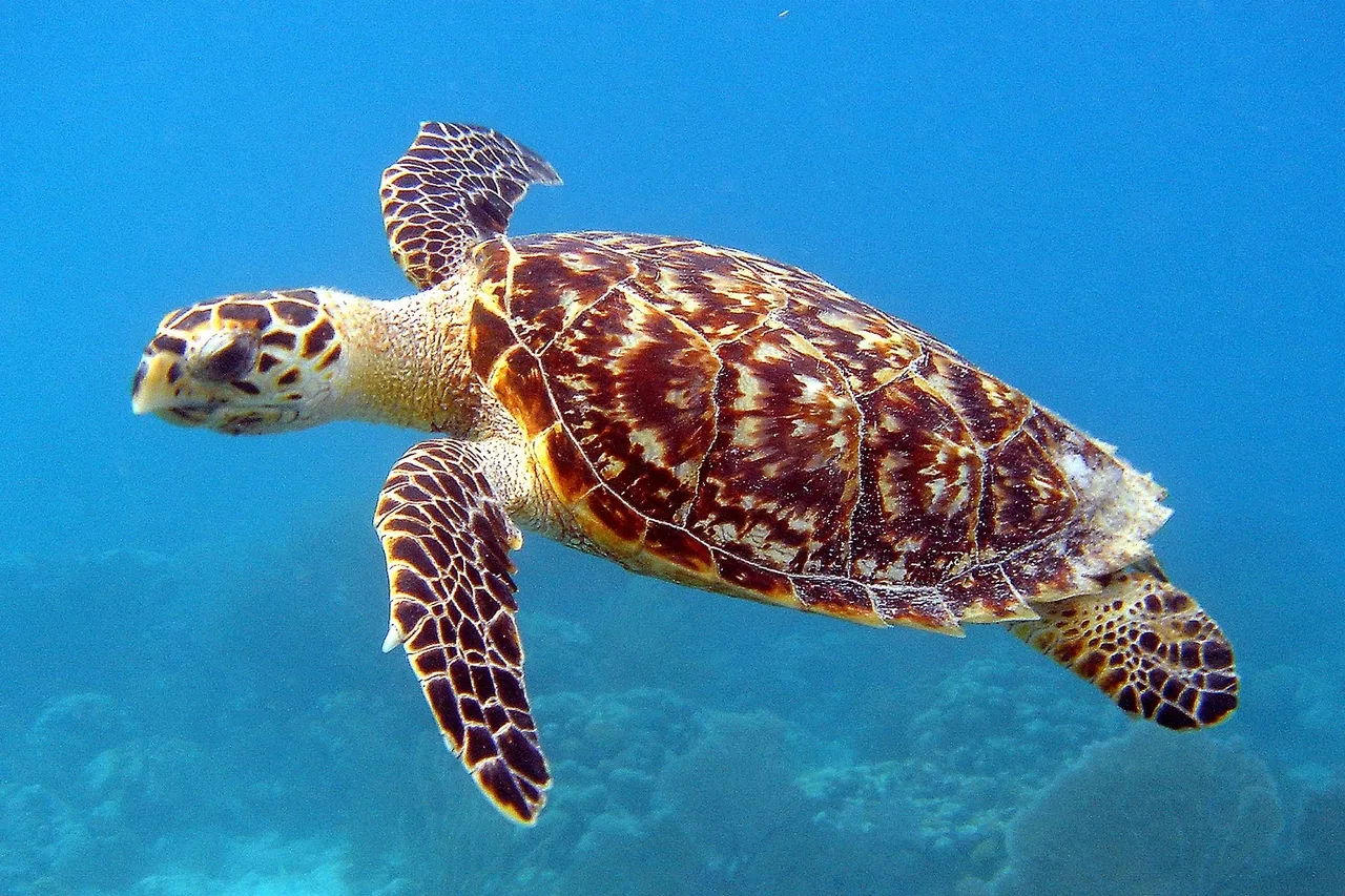 Hawksbill Sea Turtle Carey de Concha 5840602412