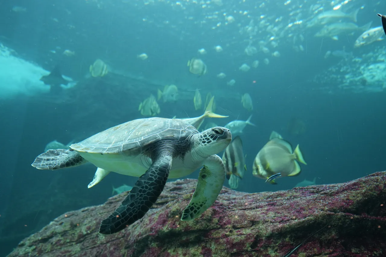 Green turtle