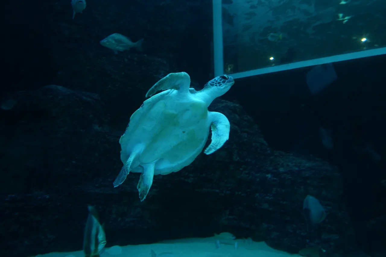 Hello Zelena, welcome to the I&J Ocean Exhibit!