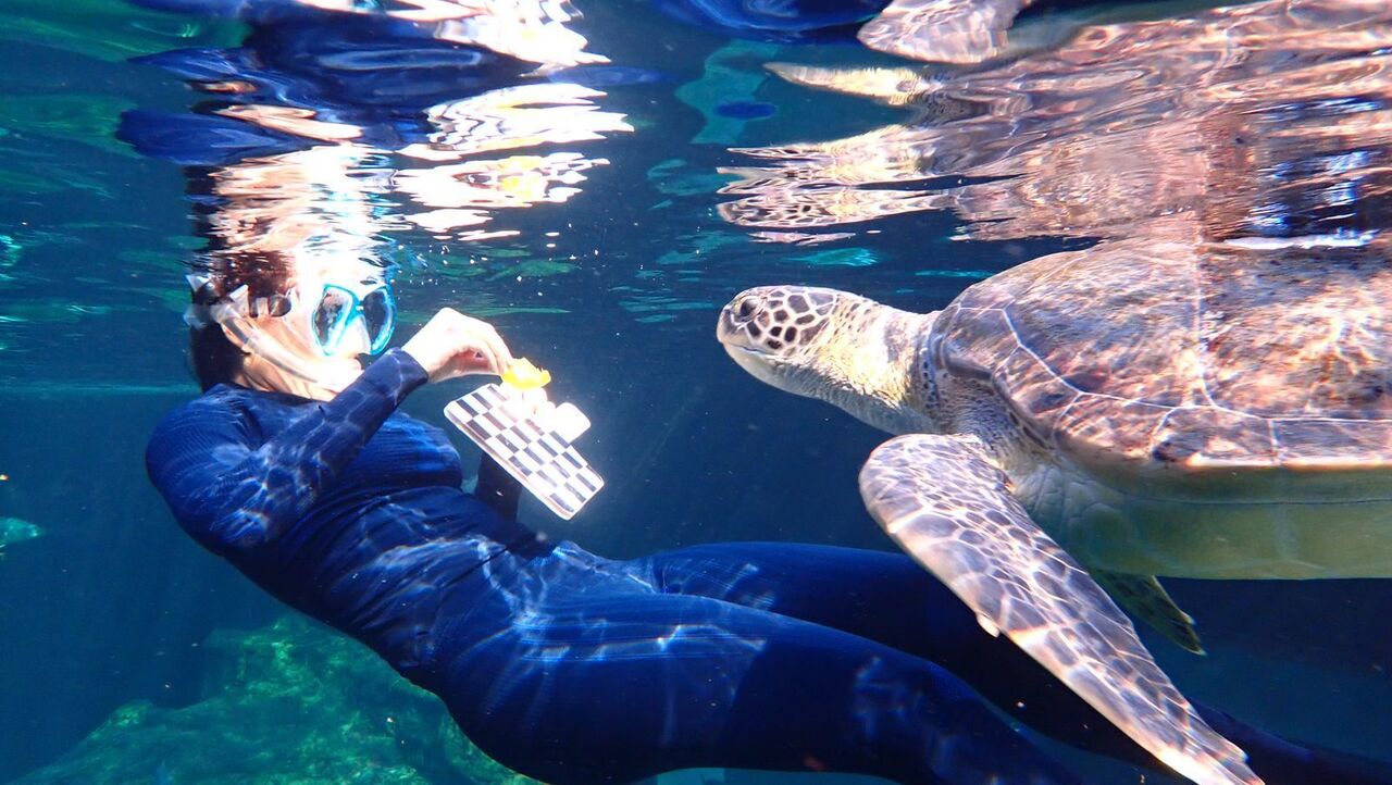 Rewilding bob the turtle: half a year of progress with animal behaviourist alexandra panagiotou