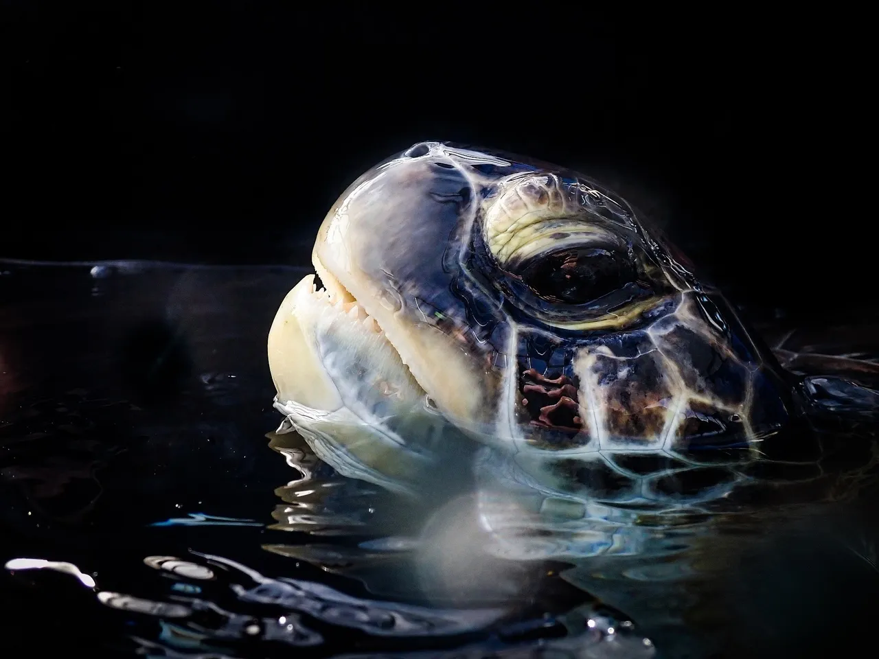 Help treat a turtle with the two oceans aquarium education foundation