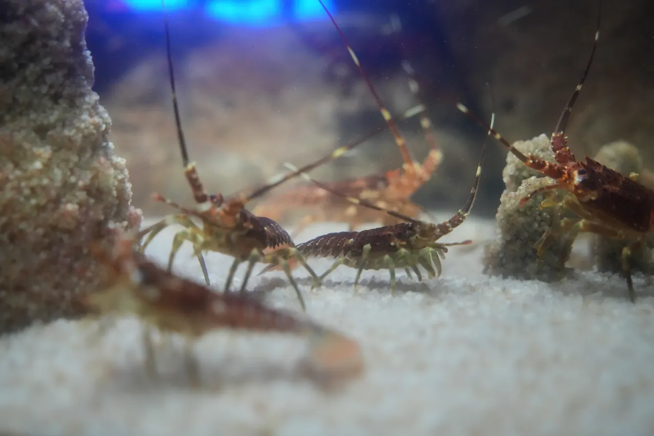 Juvenile West coast rock lobsters