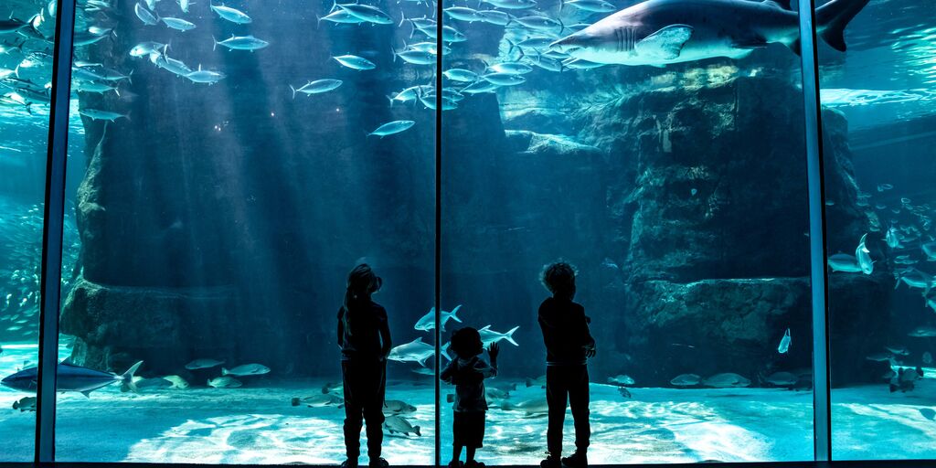 Two Oceans Aquarium Membership