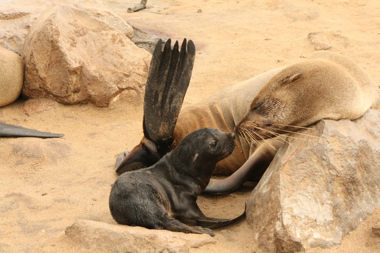 Cape fur seals, Cape Cross, Namibia