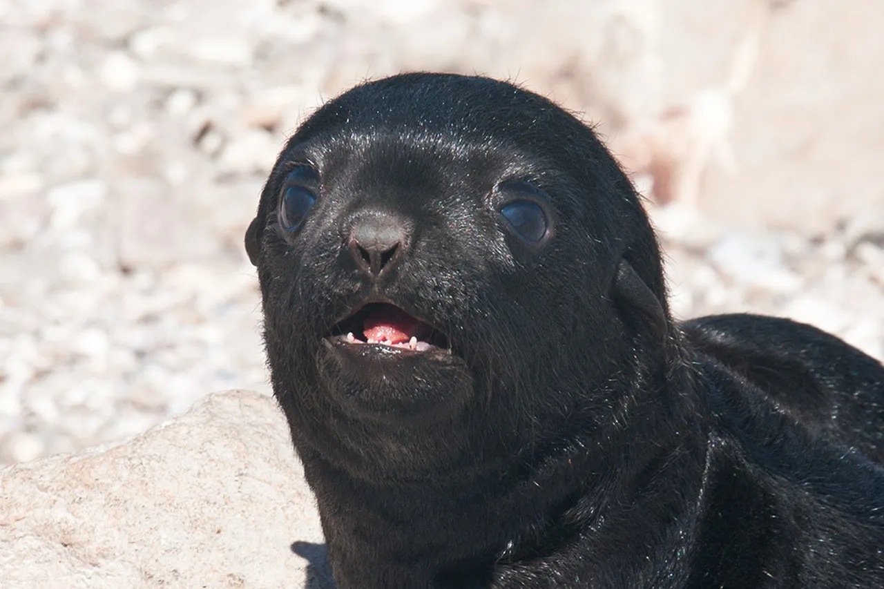 10 things you need to know about seals