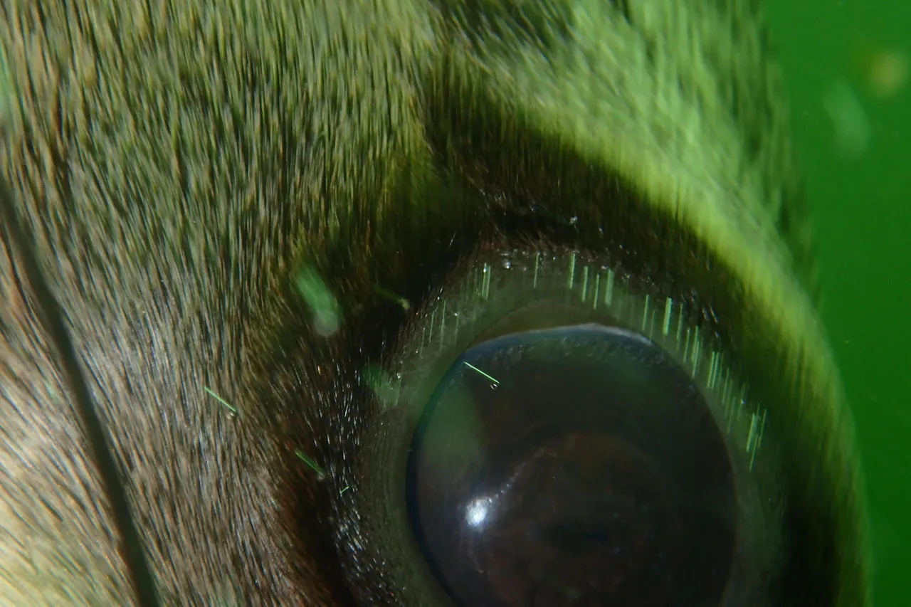 Seal eye pbsouthwood