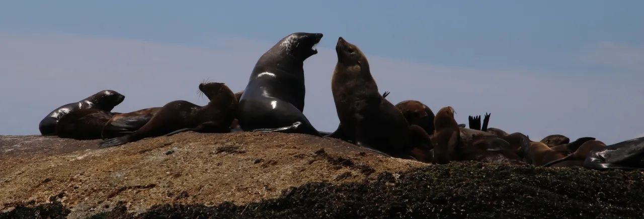 Cape fur seals tonyrebelo